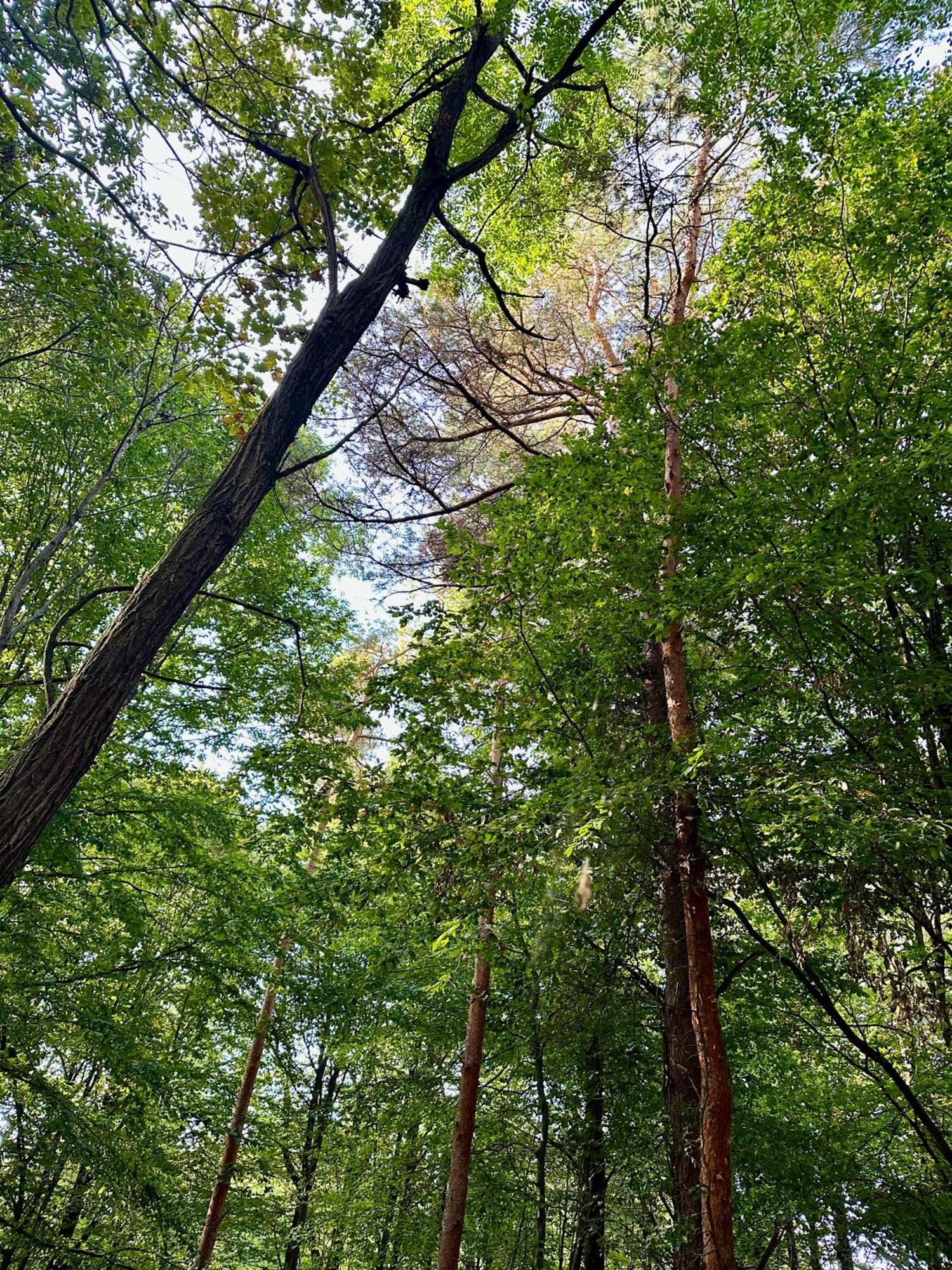 Living Forest Resort Moravske Toplice Zewnętrze zdjęcie